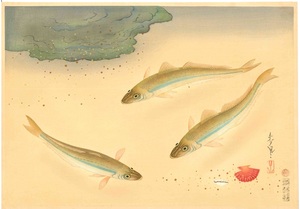 大野麦風　大日本魚類画集　キス