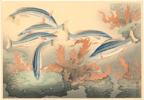 大野麦風　大日本魚類画集　シマイサキ
