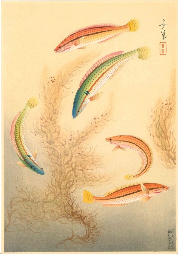 大野麦風　大日本魚類画集　ベラ